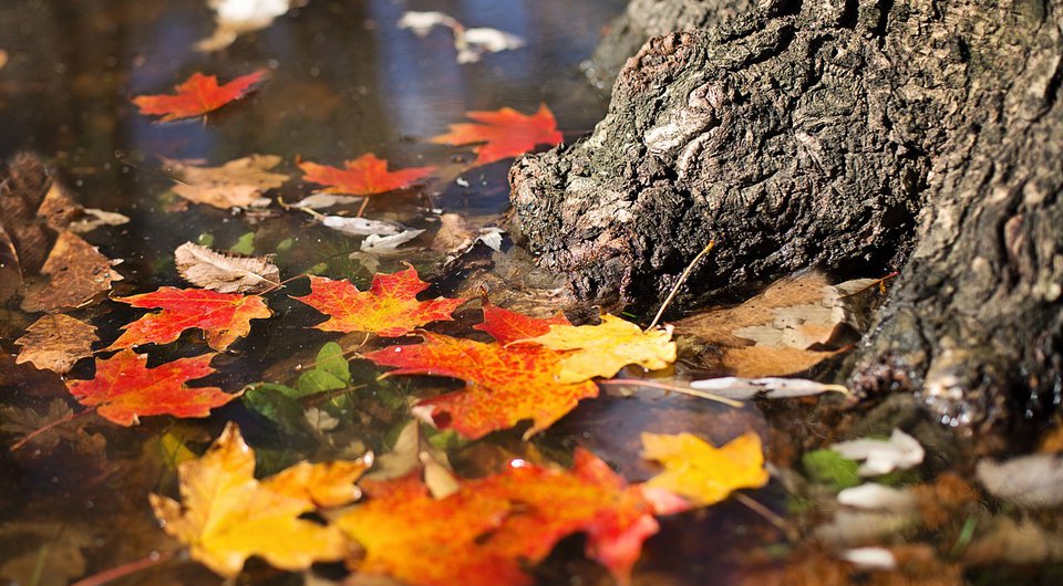autumn
